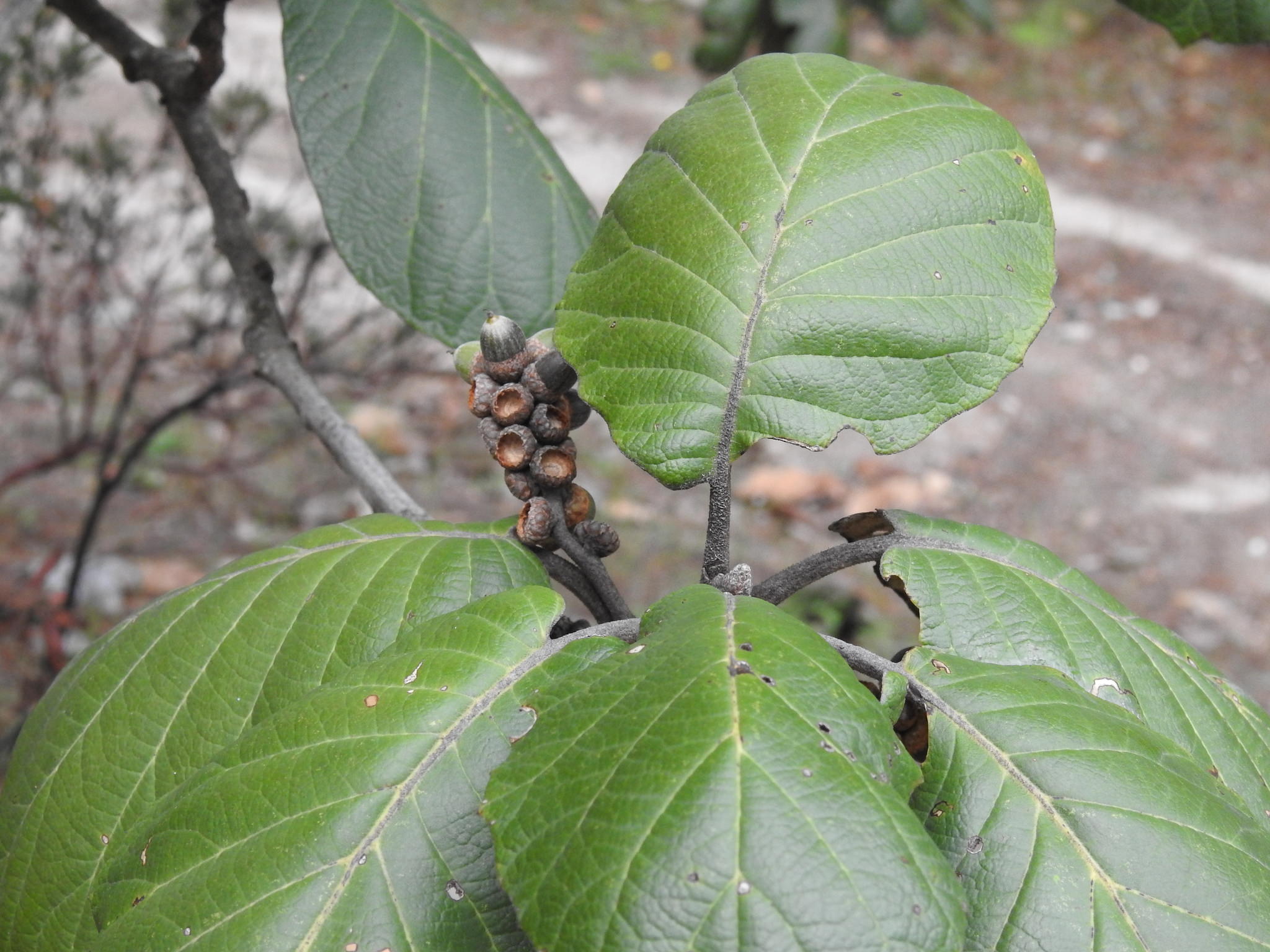 Quercus urbanii